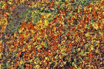 The multi-colored algae cover the Matopos National Park, Zimbabwe