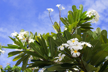 Plumeria tree nature with blue sky background
