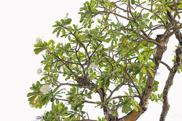 Plumeria tree nature with sky