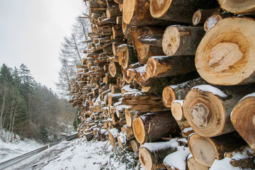 Stapel gefällter Bäume an verschneiter Straße