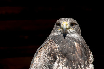 Frontansicht eines Steinadlers vor schwarzem Hintergrund