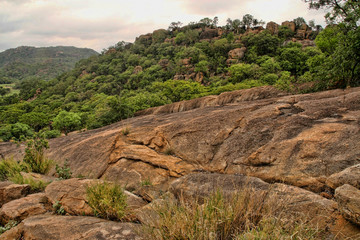 Very special vegetation on the rocks of the Matopos National Park, Zimbabwe