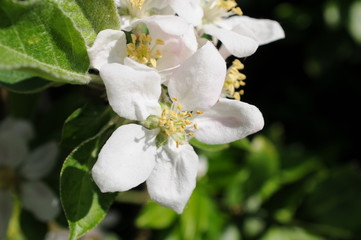 White flower details