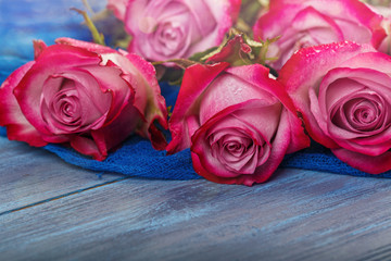 Red roses on a blue  background
