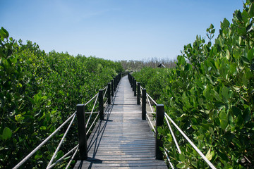 Naklejka na ściany i meble bridge in mangrove forest