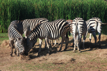 Fototapeta na wymiar Group Zebra eatting grass near river