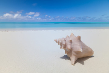 Obraz na płótnie Canvas Paradise beach and shell