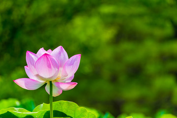 Lotus Flower.Background is the lotus leaf and  tree.Shooting location is Yokohama, Kanagawa Prefecture Japan.