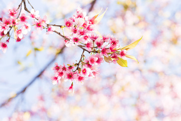 Pink cherry blossom