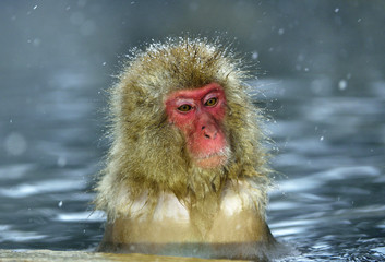 Snow monkey in natural hot spring. The Japanese macaque ( Scientific name: Macaca fuscata), also known as the snow monkey.