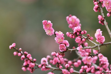 紅梅