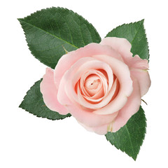 Wonderful pink Rose (Rosaceae) isolated on white background.
