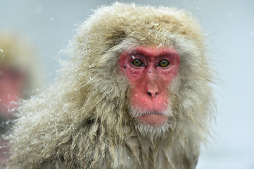 Snow monkey on the snow. Winter season.  The Japanese macaque ( Scientific name: Macaca fuscata), also known as the snow monkey.