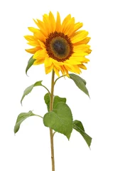 Foto op Canvas Wonderful Sunflower (Helianthus annuus, Asteraceae) isolated on white background. © Olaf Simon