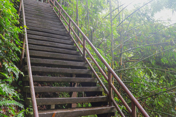 Fototapeta premium bridge in forest tree nature in rain season