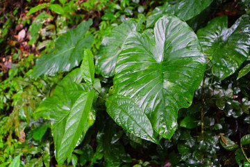 green leaves rain forest