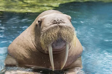 Fotobehang Walrus close-up gezicht ivoren walrus in diepzeewater
