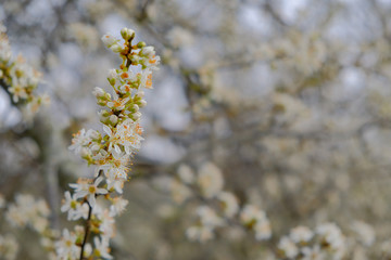 Blossoms