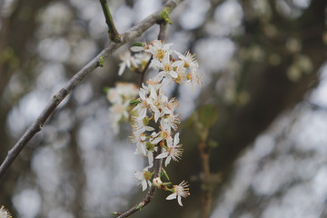 Blossoms