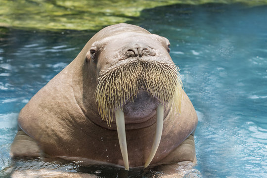 close up face ivory walrus in deep sea water