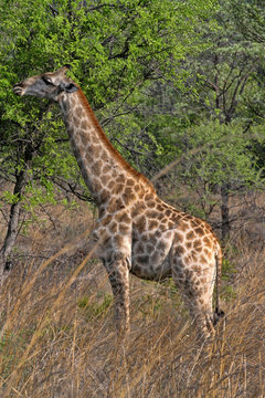 Giraffe in Matopos National Park, Zimbabwe