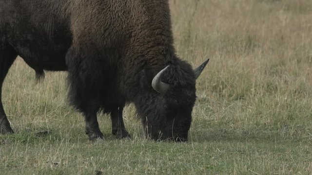 Close up view of a bison grazing