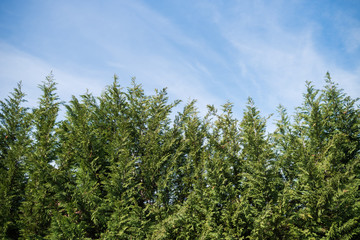 Beautiful sky with clouds above the forest. conifers are planted in a row Landscape design.