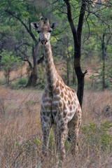 Giraffe in Matopos National Park, Zimbabwe