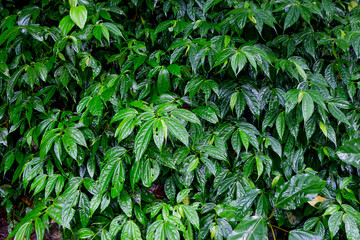 Fototapeta na wymiar Green leaf nature texture background 