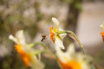 Hummingbird Hawk insect sucking from lilly flower