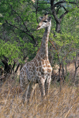Giraffe in Matopos National Park, Zimbabwe