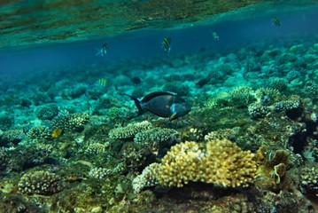 underwater landscape of red sea corals