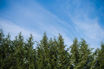 Beautiful sky with clouds above the forest. conifers are planted in a row Landscape design.