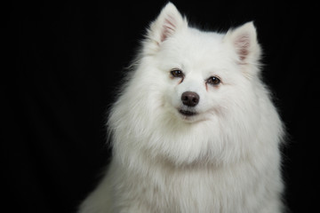 Fototapeta premium American Eskimo portrait