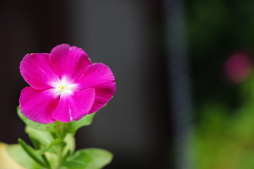 Close up pink flower color 