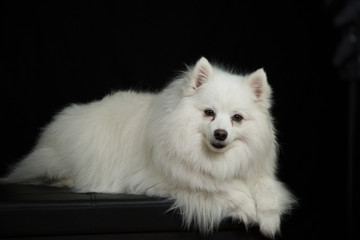 American Eskimo portrait