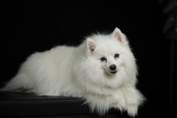 American Eskimo, Spitz portrait, black background