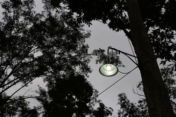 Outdoor lighting on trees