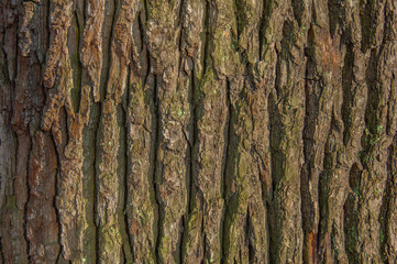 Tree bark texture, wood background