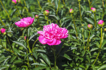Bright pink peonies in spring garden. Floral background