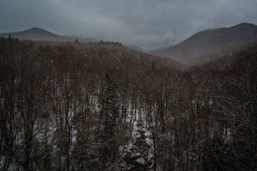 Vermont's forest