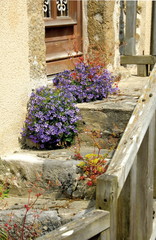 Fototapeta na wymiar Massif de fleurs mauves sur marches d'escalier, France