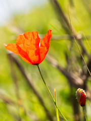 Obraz premium Klaproos