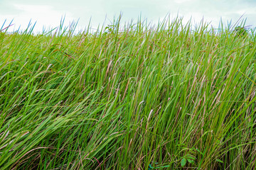 Green grass background leaf nature texture at Khao Yai National Park Thailand