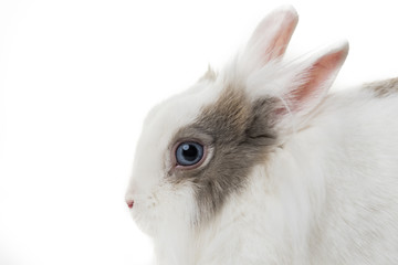 rabbit on white background, close up.