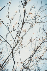 Fototapeta na wymiar Spring color of almonds