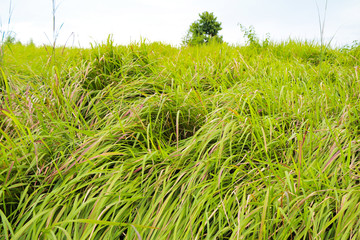 Green grass background leaf nature texture at Khao Yai National Park Thailand