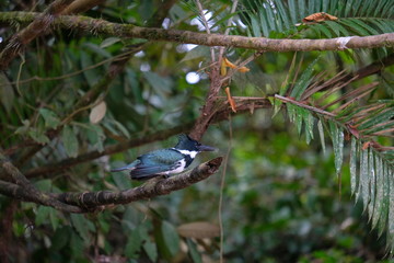 Blue and white kingfisher