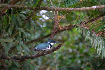 Blue and white kingfisher
