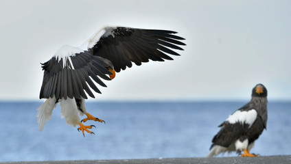 Adult Steller's sea eagle  landed and spread of wing. Steller's sea eagle (Scientific name: Haliaeetus pelagicus).